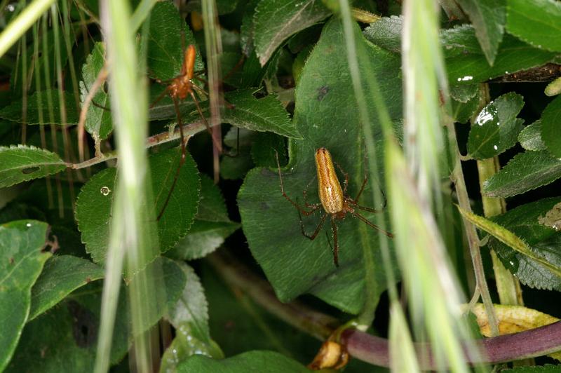 Tetragnatha_montana_D4902_Z_85_Les Gris_Frankrijk.jpg